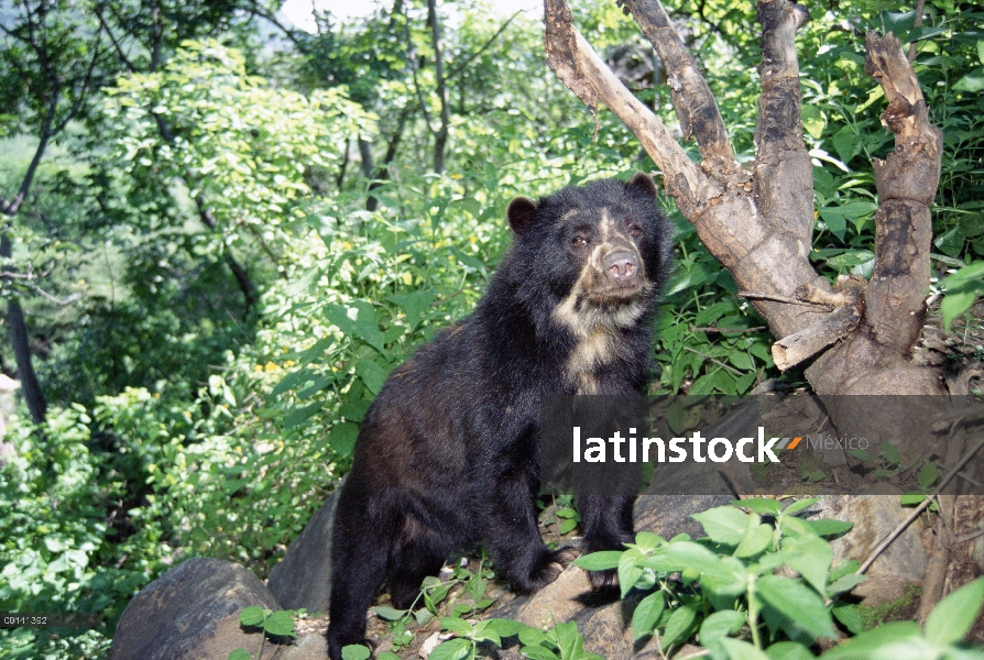 Hembra joven de anteojos oso (Tremarctos ornatus), llamado Chacha en centro de rehabilitación, Cerro