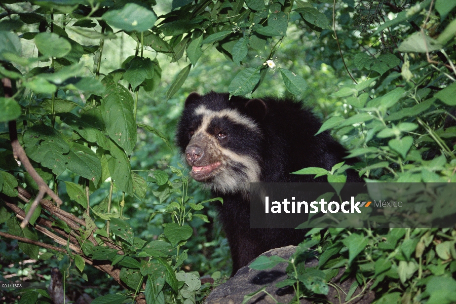 Oso de anteojos (Tremarctos ornatus) masculino llamado Cuto en la rehabilitación del centro, Cerro C