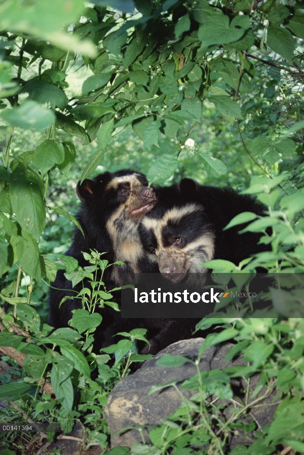 Anteojos par de oso (Tremarctos ornatus), llamado Daria y Cuto en la rehabilitación del centro, Cerr