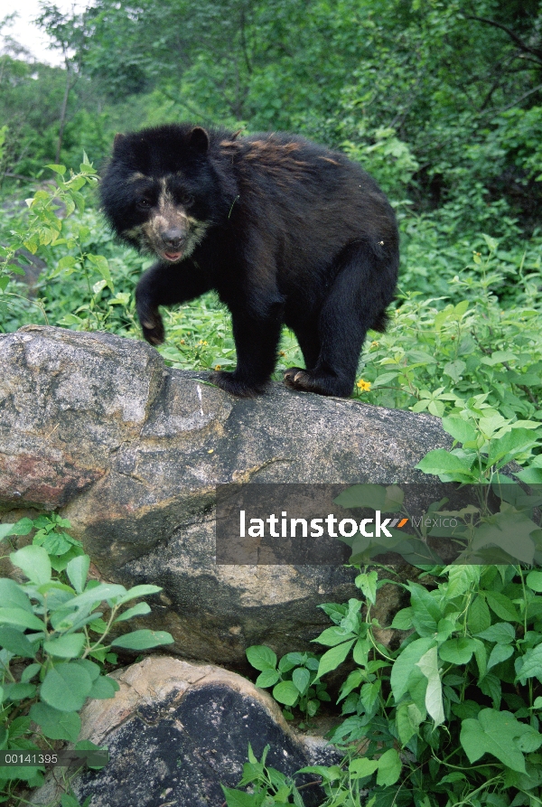 Hembra joven de anteojos oso (Tremarctos ornatus), llamado Chacha de pie sobre la roca en el centro 