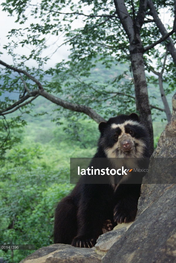 Oso de anteojos (Tremarctos ornatus) masculino llamado Cuto en la rehabilitación del centro, Cerro C