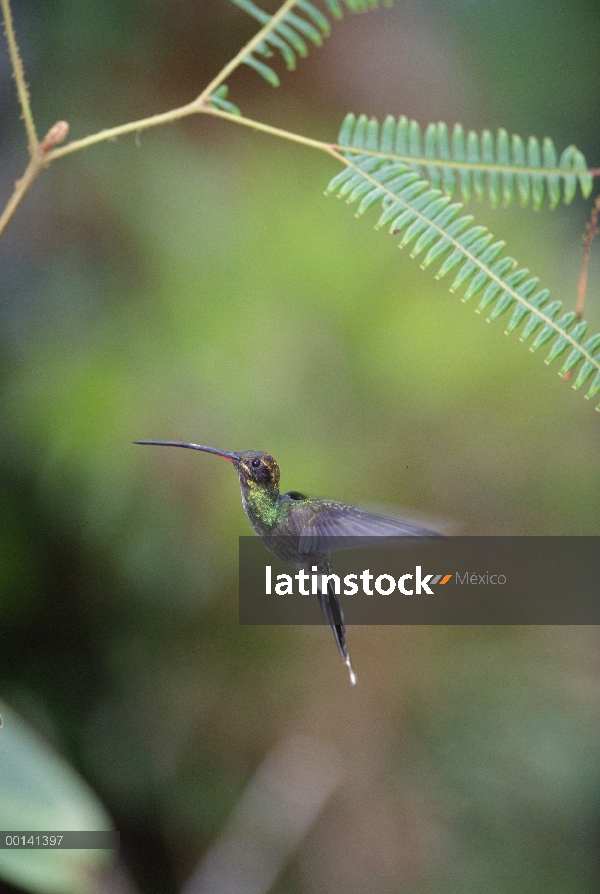 Blanco-whiskered ermitaño (Phaethornis yaruqui) Colibrí vuelos, western Andes humedales, reserva de 