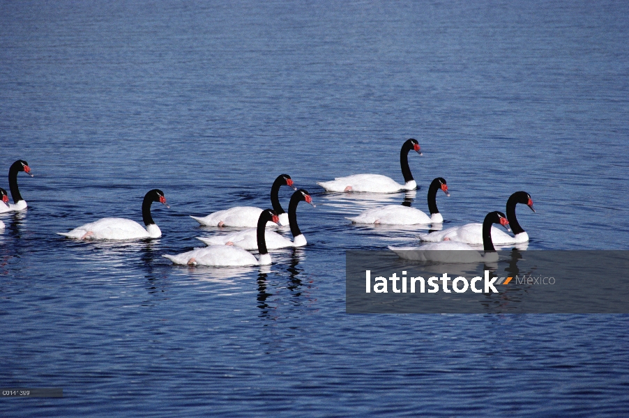 Grupo Cisne (Cygnus melancoryphus) cuello negro nadando, fiordos chilenos, Puerto Natales, Chile