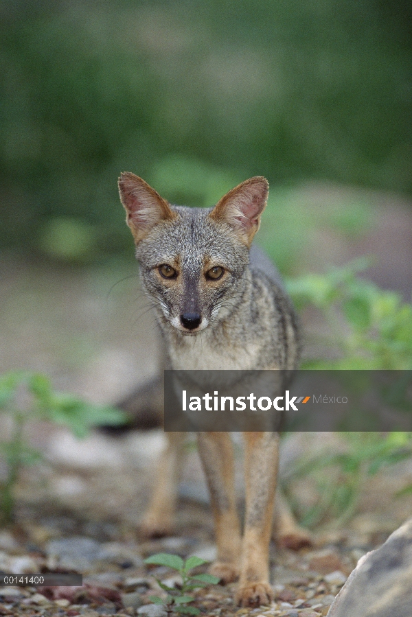 Retrato de Sechuran Fox (Lycalopex sechurae) en hábitat de flujo lateral, Cerro Chaparrí, Lambayeque