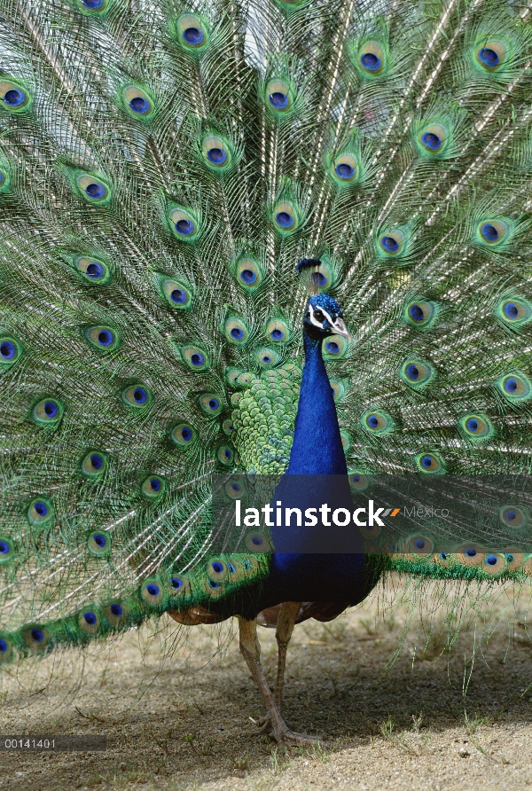 Hombre indio pavo real (Pavo cristatus) en pantalla completa, Isodora Cusino Arca botánico, Lota, Ch