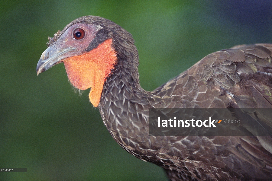 Alas blancas retrato de Guan (Penelope albipennis), Lambayeque, Perú