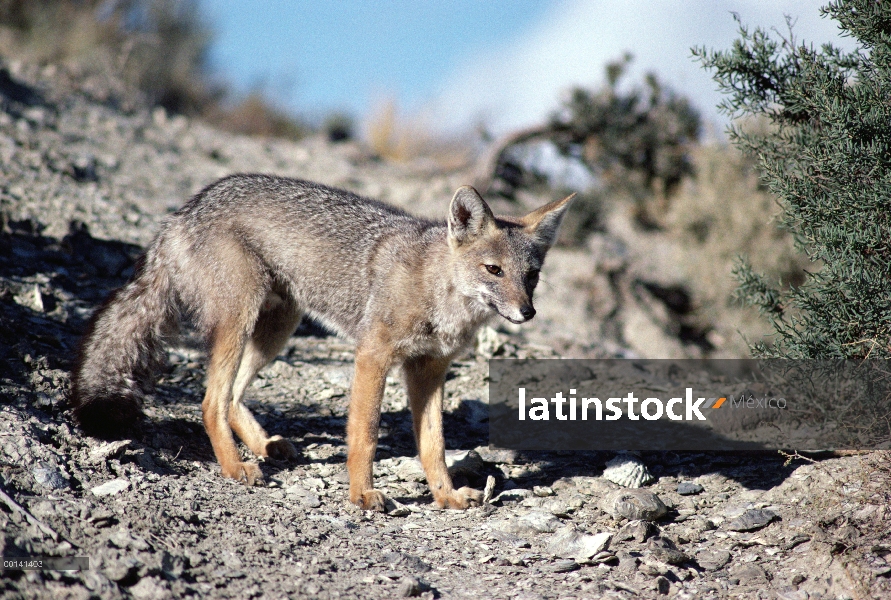 Zorro gris de América del Sur (griseus de Lycalopex), Península Valdés, Patagonia, Argentina