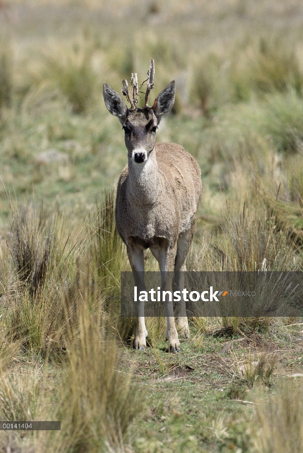 Norte andino Huemul (Hippocamelus antisensis) buck derramando terciopelo, Reserva Nacional de Pampa 