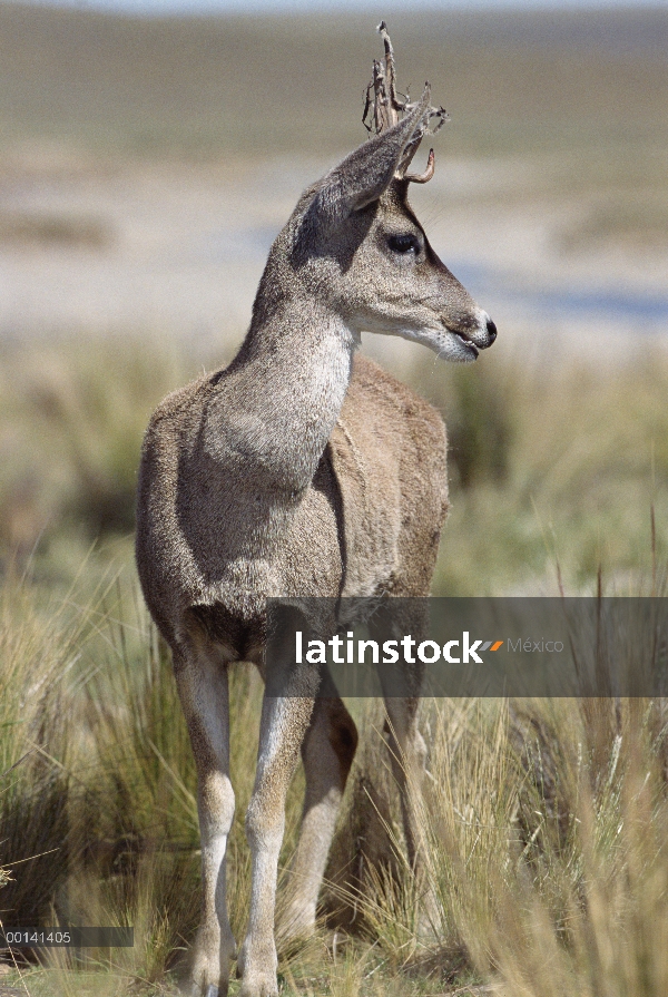 Norte andino Huemul (Hippocamelus antisensis) buck derramando terciopelo, Reserva Nacional de Pampa 