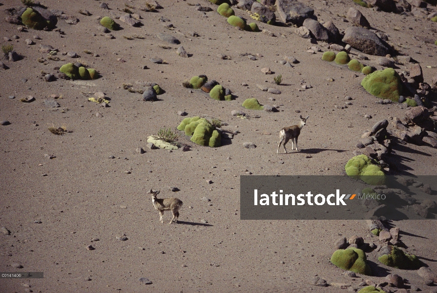 Vista aérea del norte andino Huemul (Hippocamelus antisensis) de doe en el alto andino semi desierto