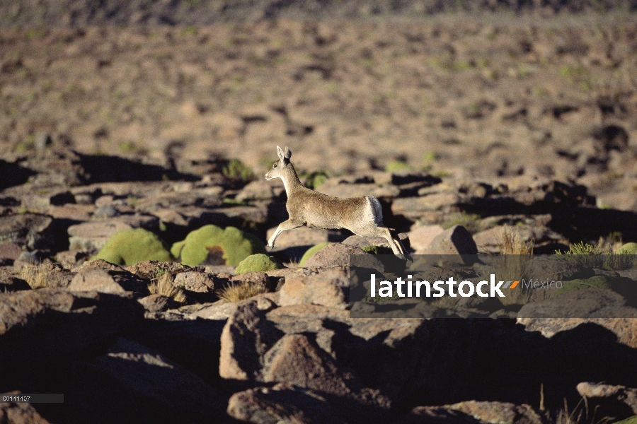 Doe del norte andino Huemul (Hippocamelus antisensis) en el alto andino semi desierto, Pata Pampa, r