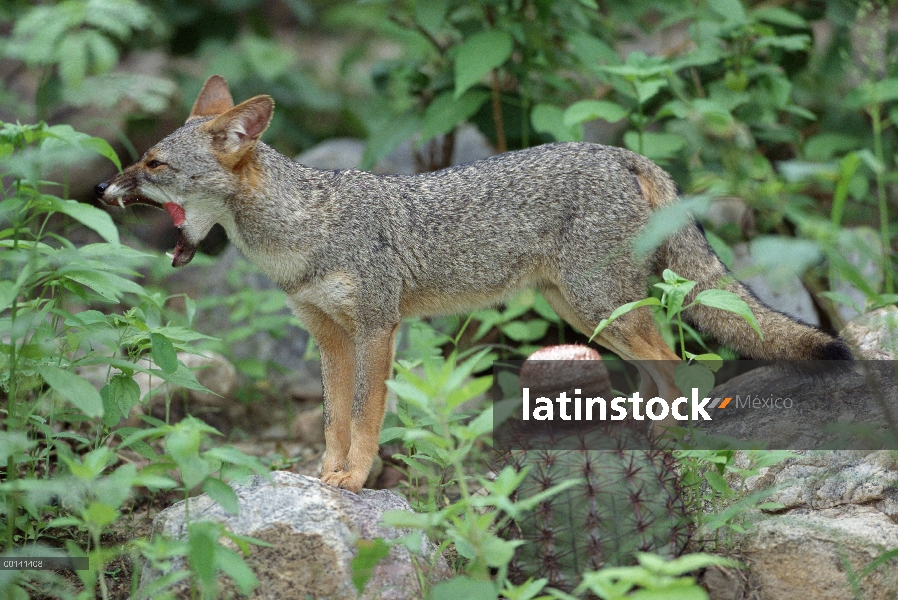 Sechuran Fox (Lycalopex sechurae) bostezo en hábitat de flujo lateral, Cerro Chaparrí, Lambayeque, P