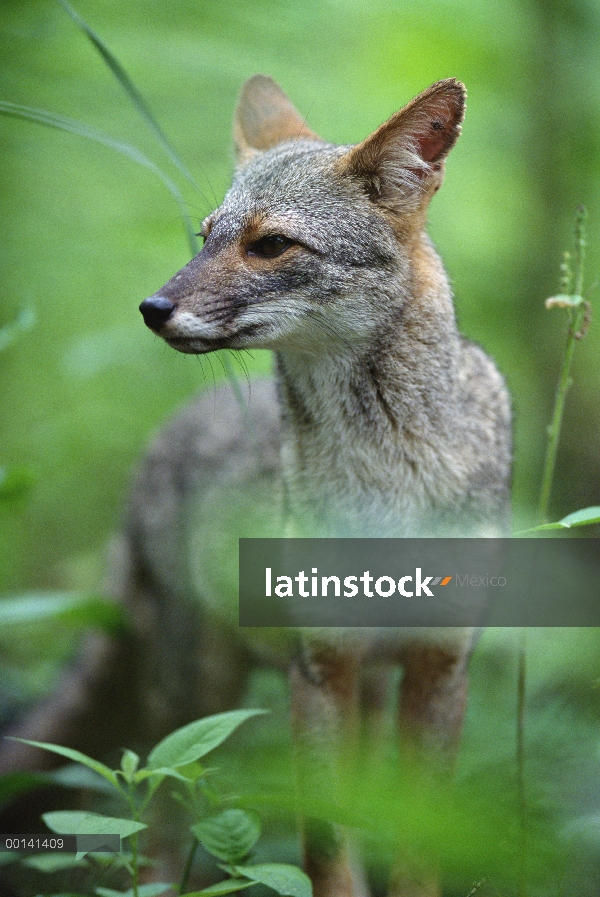 Retrato de Sechuran Fox (Lycalopex sechurae) en hábitat de flujo lateral, Cerro Chaparrí, Lambayeque