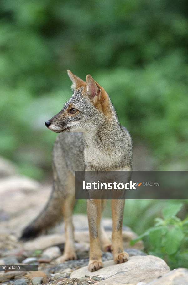 Retrato de Sechuran Fox (Lycalopex sechurae) en hábitat de flujo lateral, Cerro Chaparrí, Lambayeque