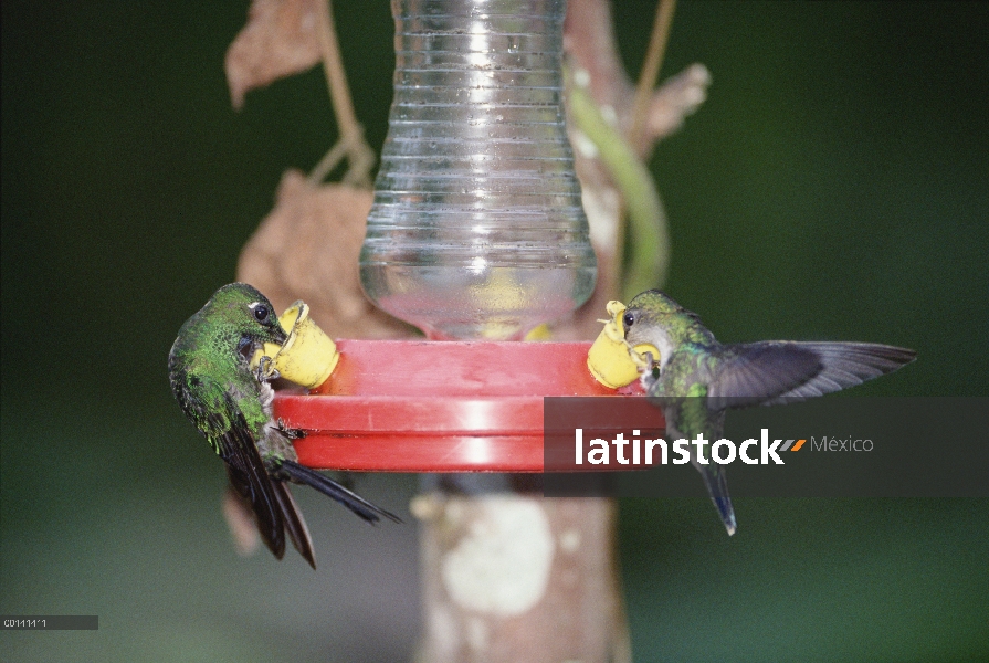 Coronada de verde brillante (Heliodoxa jacula) Colibrí hembras visitar alimentador, occidental de lo