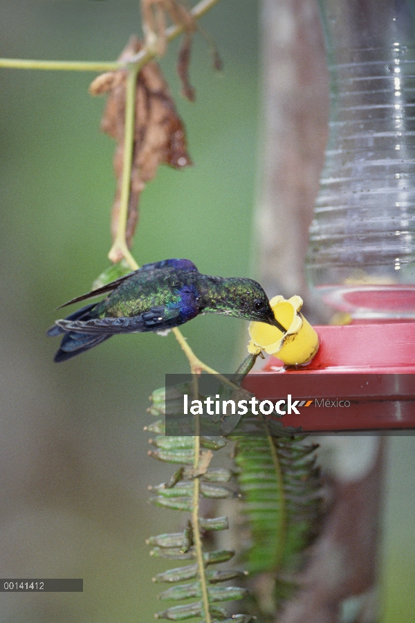 Coronada de verde Woodnymph (Thalurania fannyi) hombre de colibrí de alimentación del alimentador, o