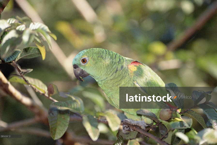 Loro de frente azul (Amazona aestiva) alimentándose de frutos de guayaba verde, refugio ecológico Ca