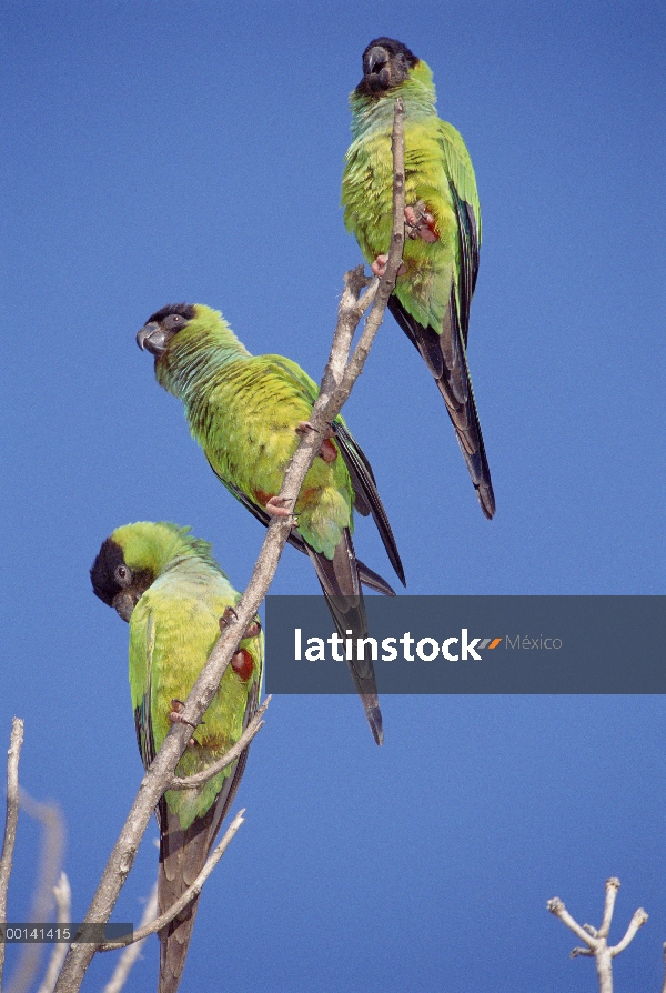 Trío de Perico (Nandayus nenday) con capucha negro en árbol, borde bosque de sabana, refugio ecológi