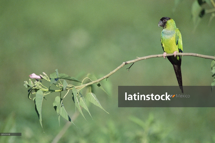 Perico con capucha negra (Nandayus nenday) en el borde del bosque de sabana, refugio ecológico Caima