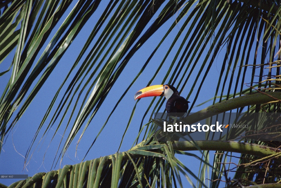 Tucán toco (Ramphastos toco) en un bosque de sabana, refugio ecológico Caiman, Pantanal, Brasil