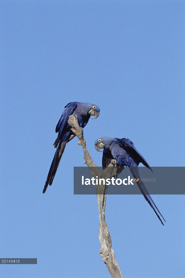 Par de guacamayo (Anodorhynchus hyacinthinus) Jacinto en árbol, Pantanal, Brasil