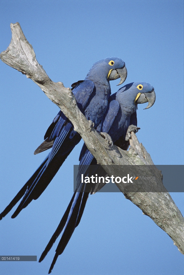 Par de guacamayo (Anodorhynchus hyacinthinus) Jacinto en árbol, Pantanal, Brasil