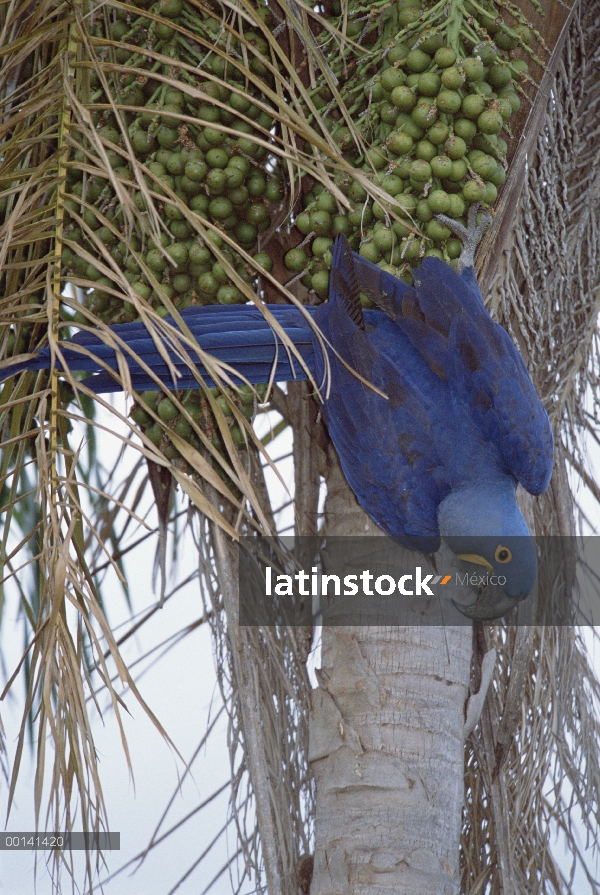 Guacamayo Jacinto (Anodorhynchus hyacinthinus) en el árbol, Pantanal, Brasil