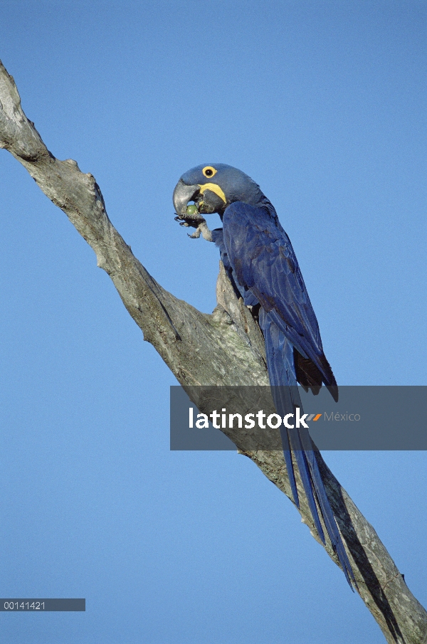 Guacamayo Jacinto (Anodorhynchus hyacinthinus) en el árbol, Pantanal, Brasil