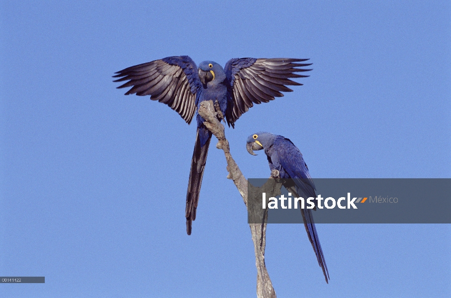 Par de guacamayo (Anodorhynchus hyacinthinus) Jacinto, Pantanal, Brasil