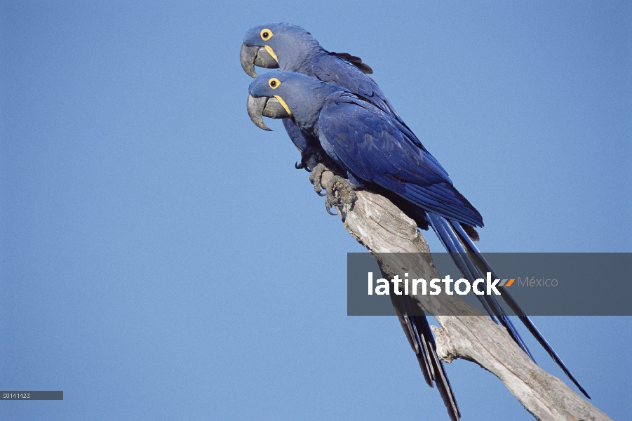 Par de guacamayo (Anodorhynchus hyacinthinus) Jacinto en árbol, Pantanal, Brasil