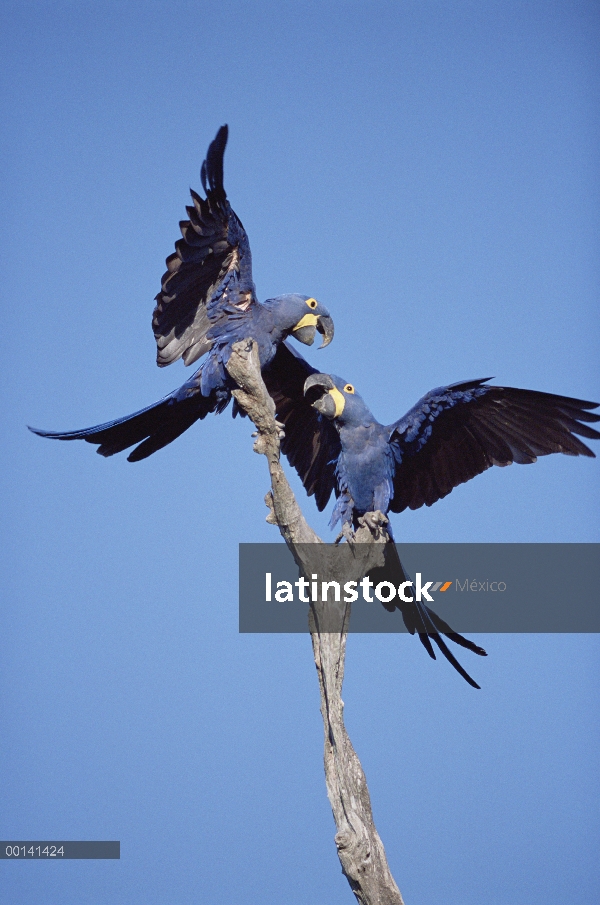 Par de guacamayo (Anodorhynchus hyacinthinus) Jacinto en árbol, Pantanal, Brasil