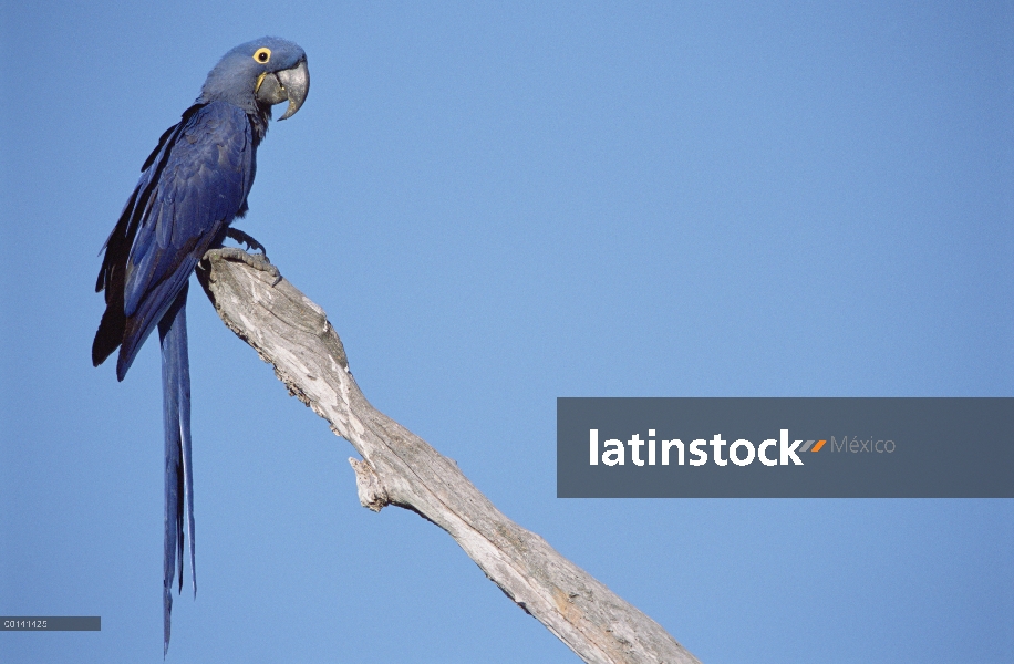 Guacamayo Jacinto (Anodorhynchus hyacinthinus) en el árbol, Pantanal, Brasil