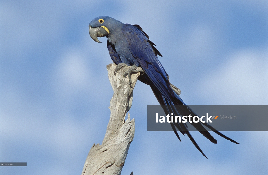 Guacamayo Jacinto (Anodorhynchus hyacinthinus) en el árbol, Pantanal, Brasil