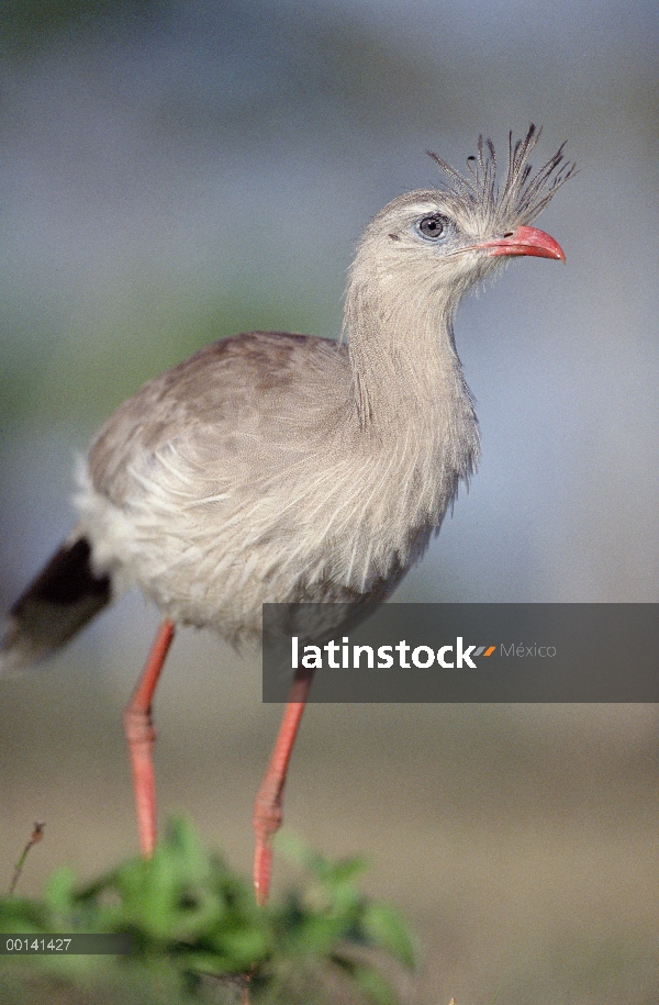 Chuña patas rojas (Cariama cristata) alimentándose en hábitat de pastizales de sabana, refugio ecoló