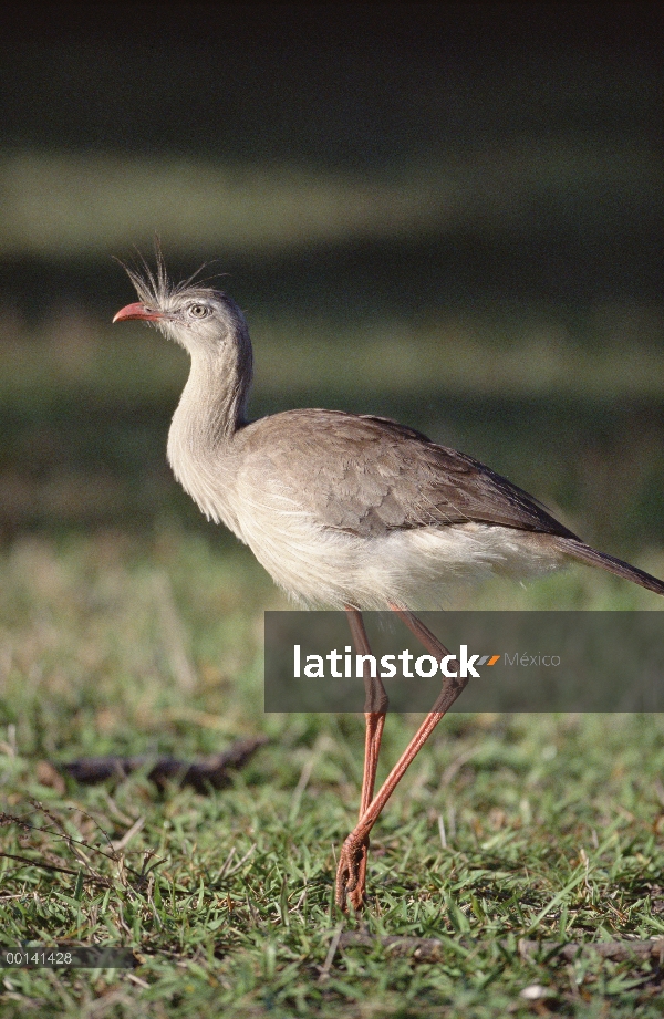 Chuña patas rojas (Cariama cristata) alimentándose en hábitat de pastizales de sabana, refugio ecoló