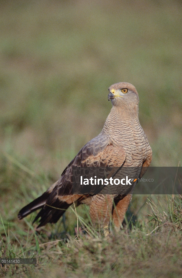 Sabana Hawk (Buteogallus meridionalis) de caza en el hábitat de pastizales de sabana, refugio ecológ