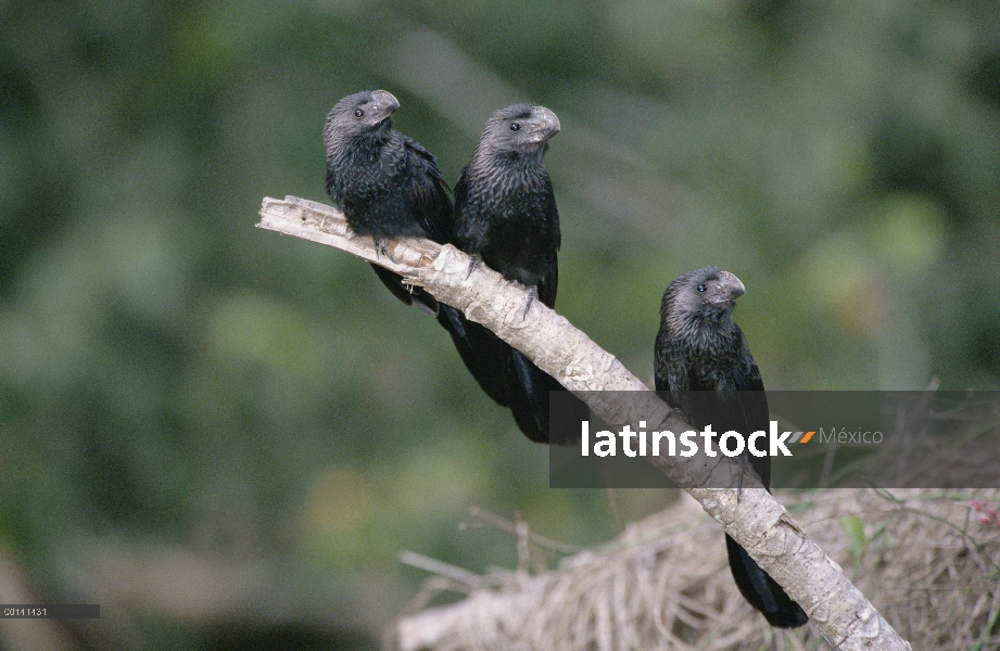 Ani de pico liso (Crotophaga ani) en ecosistemas de sabana matorral hábitat, refugio ecológico Caima