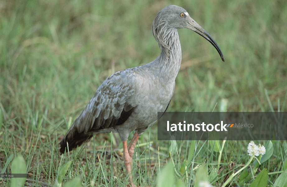 Hotel Ibis plomizo (Theristicus caerulescens) alimentándose en pantanos, refugio ecológico Caiman, P