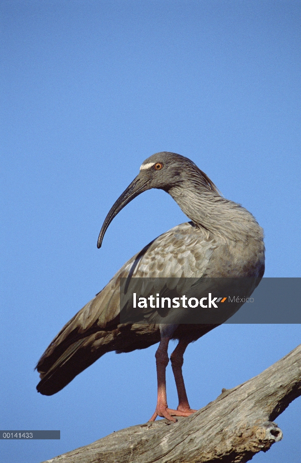 Hotel Ibis plomizo (Theristicus caerulescens), refugio ecológico Caiman, Pantanal, Brasil