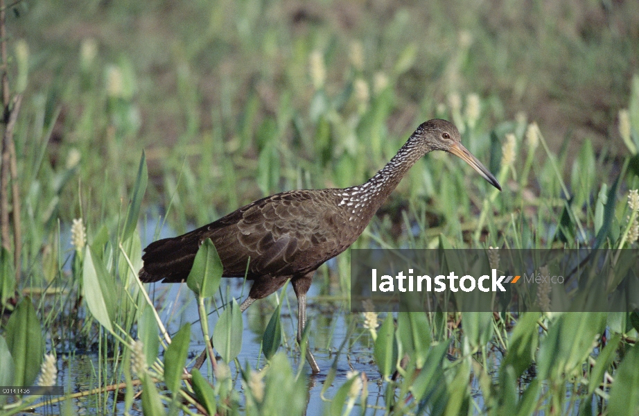 Carrao (Aramus guarauna) en hábitat de pantanos, refugio ecológico Caiman, Pantanal, Brasil