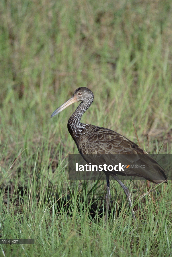 Carrao (Aramus guarauna) en hábitat de pantanos, refugio ecológico Caiman, Pantanal, Brasil