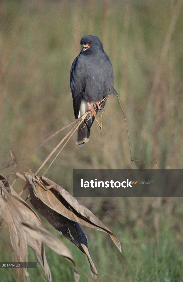 Snail Kite (Rostrhamus sociabilis) topografía pantanos en busca de presas, refugio ecológico Caiman,