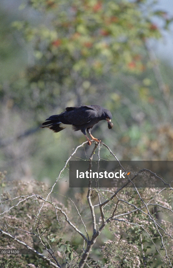 Snail Kite (Rostrhamus sociabilis) alimentándose de caracol manzana (Pilidae), refugio ecológico Cai