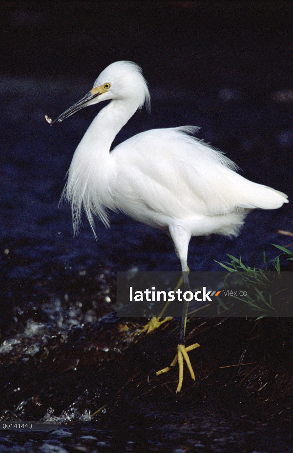 Garceta Blanca (Egretta thula) pescando en riachuelo, refugio ecológico Caiman, Pantanal, Brasil