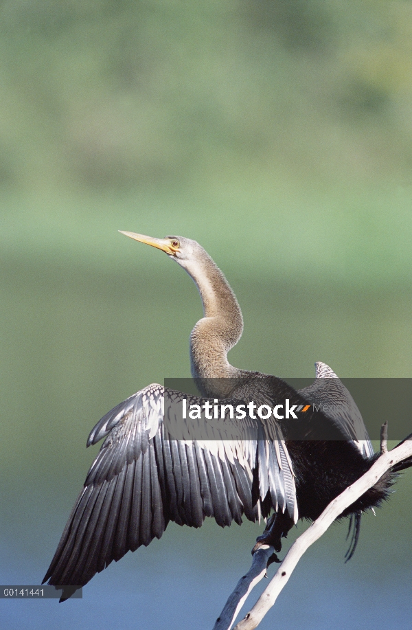 Perca americana (Anhinga anhinga) secado de las alas, refugio ecológico Caiman, Pantanal, Brasil