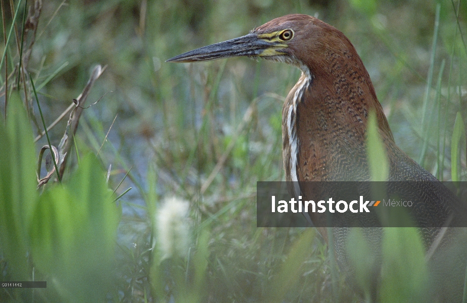 Hocó (Tigrisoma lineatum) alimentándose en pantanos, refugio ecológico Caiman, Pantanal, Brasil