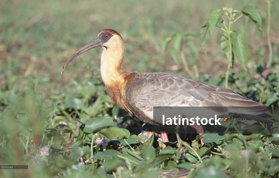 Bandurrias (Theristicus caudatus) alimentándose en los pantanos de la sabana, refugio ecológico Caim