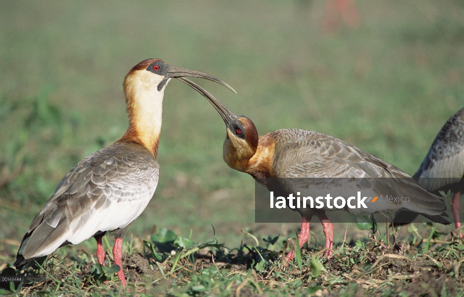 Par de Ibis (Theristicus caudatus) Buff cuello en pantanos de la sabana, refugio ecológico Caiman, P