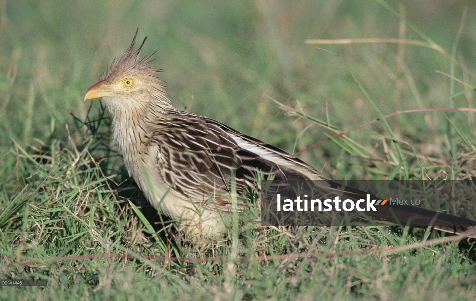 Guira Cuckoo (Guira guira) alimentándose en los pantanos de la sabana, refugio ecológico Caiman, Pan