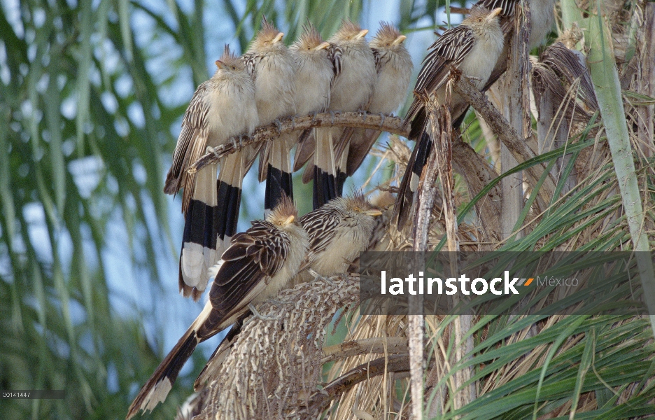 Guira Cuckoo (Guira guira) viven en el gran grupo social, refugio ecológico Caiman, Pantanal, Brasil